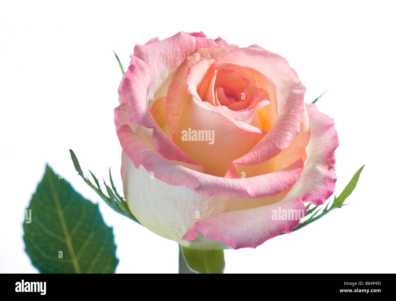 Rosa Bianco Giallo bouquet di rose fiore su sfondo bianco originale fragranza tini profumo aromatico presente regalo buon compleanno gre Foto Stock