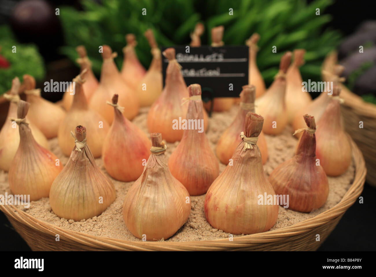 "Cipolla' impostato bulbi piantati in un vaso in terracotta come parte di un vegetale RHS display. Splendidamente posizionato per la mostra dei fiori. Foto Stock