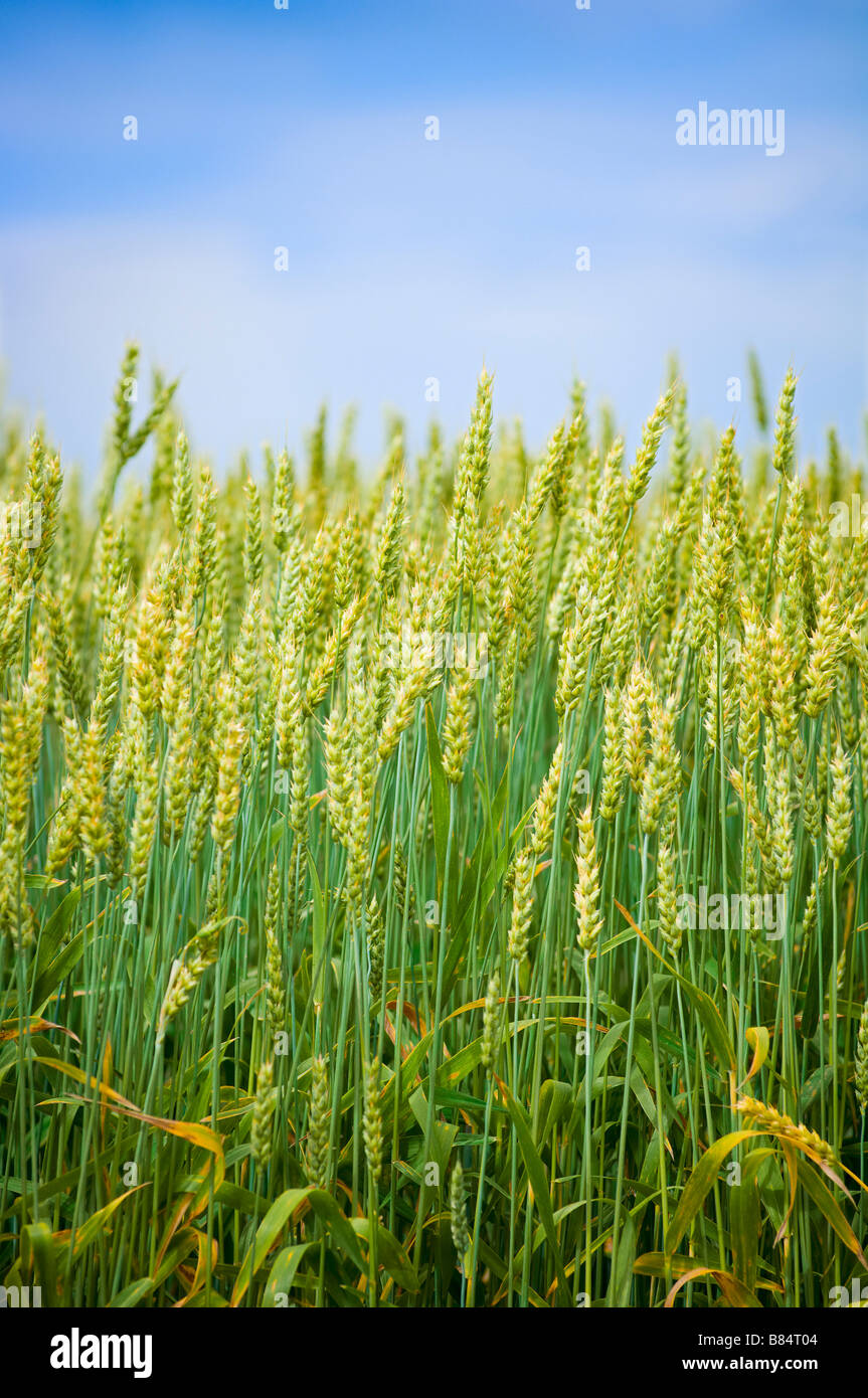 Raccolto del frumento Foto Stock