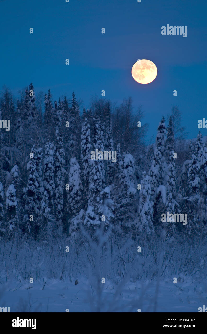 Luna in prossimità della linea di albero coperta di neve in inverno Alaska Foto Stock