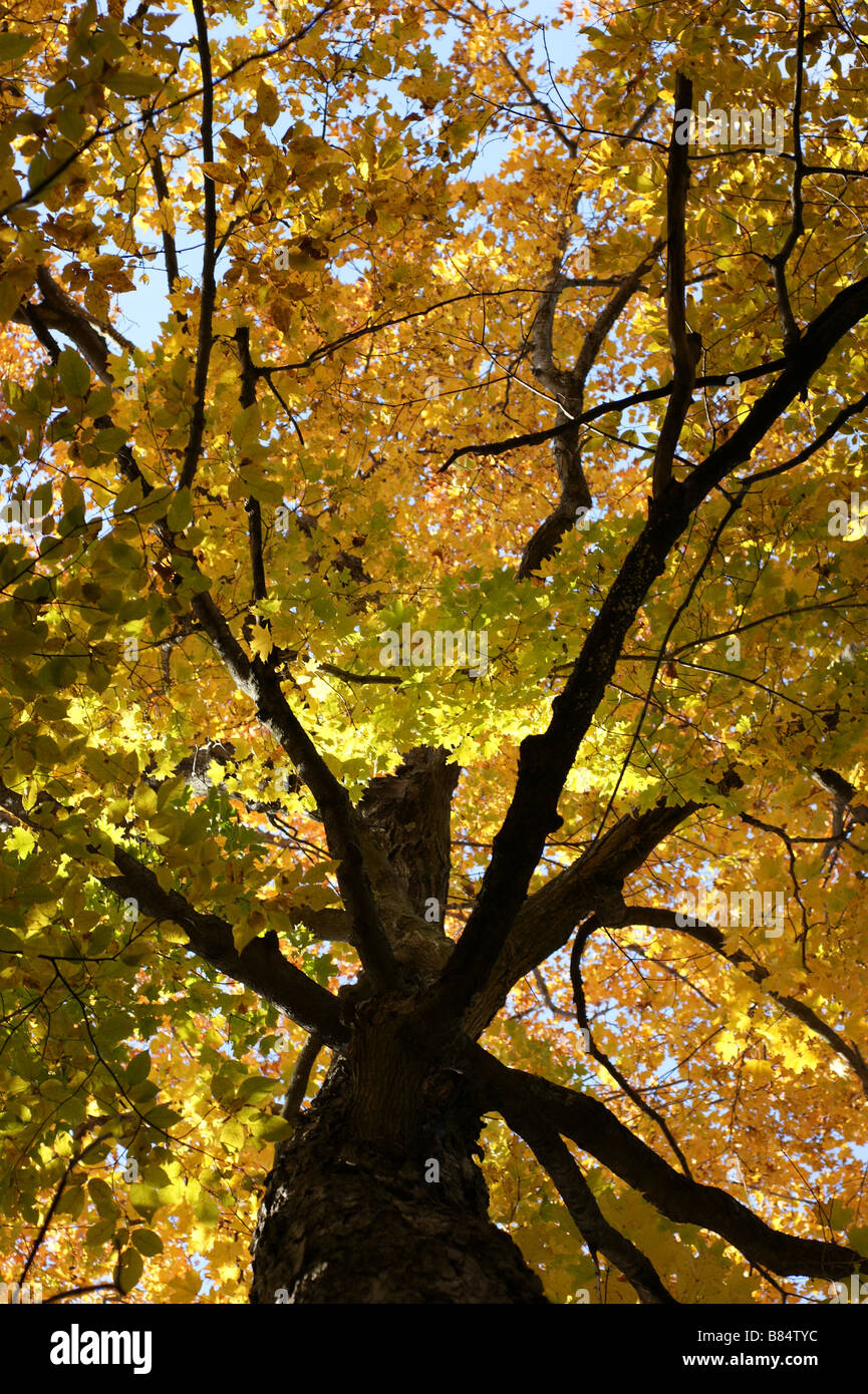 Albero di quercia in autunno Foto Stock