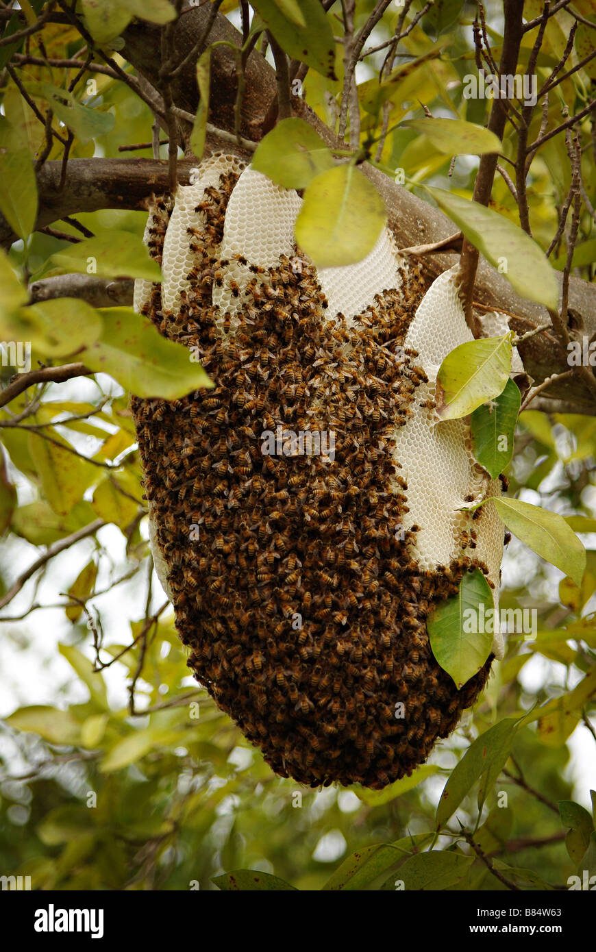 Nido di api selvatiche nella foresta di Key Biscayne isola (zona di Miami, Florida, STATI UNITI D'AMERICA) Foto Stock