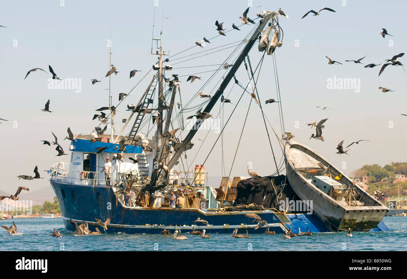 Messico SINOLA MEMBRO MAZATLAN commerciale barca da pesca con i pellicani e fregate flying overhead. Porto di Mazatlan Foto Stock