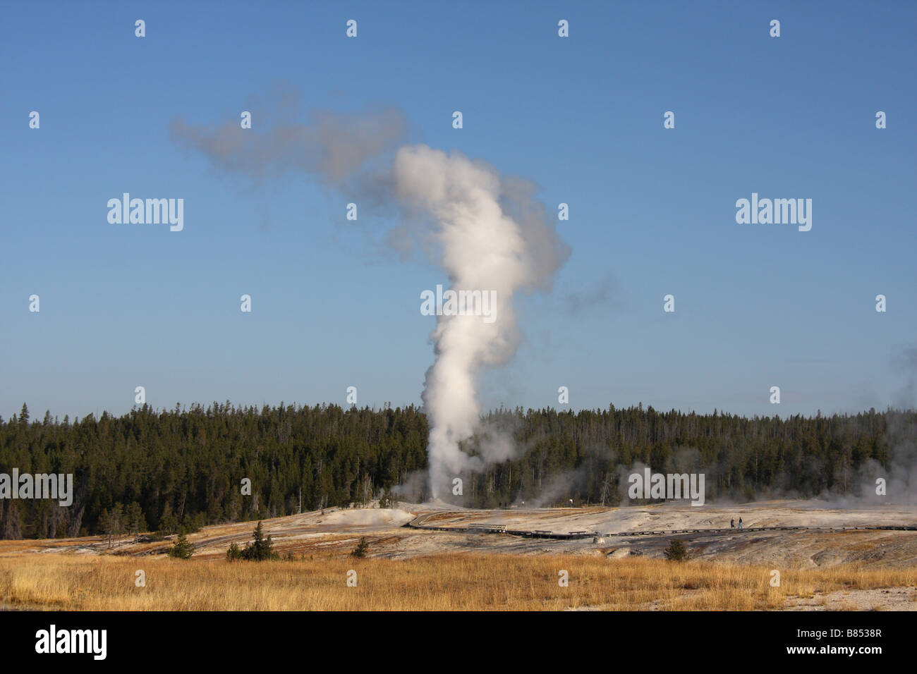 Geyser che erutta, Geyser Hill, vecchie fedeli, il Parco Nazionale di Yellowstone, Wyoming Foto Stock