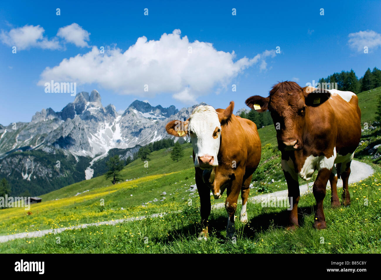 Due mucche sul prato in montagna Foto Stock