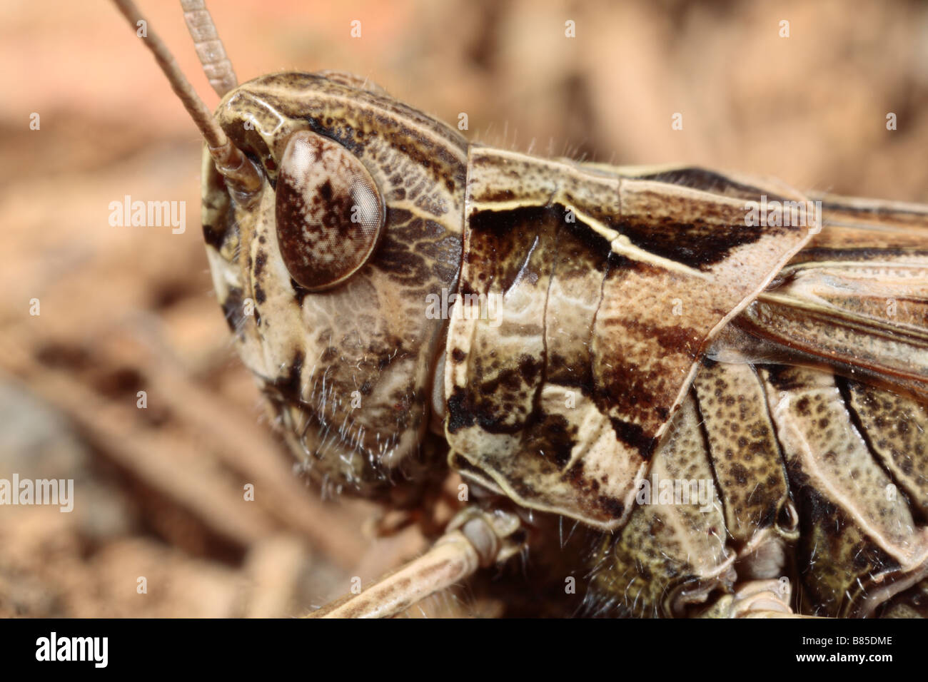 Testa di un campo femminile Grasshopper (Chorthippus brunneus). Powys, Wales, Regno Unito. Foto Stock