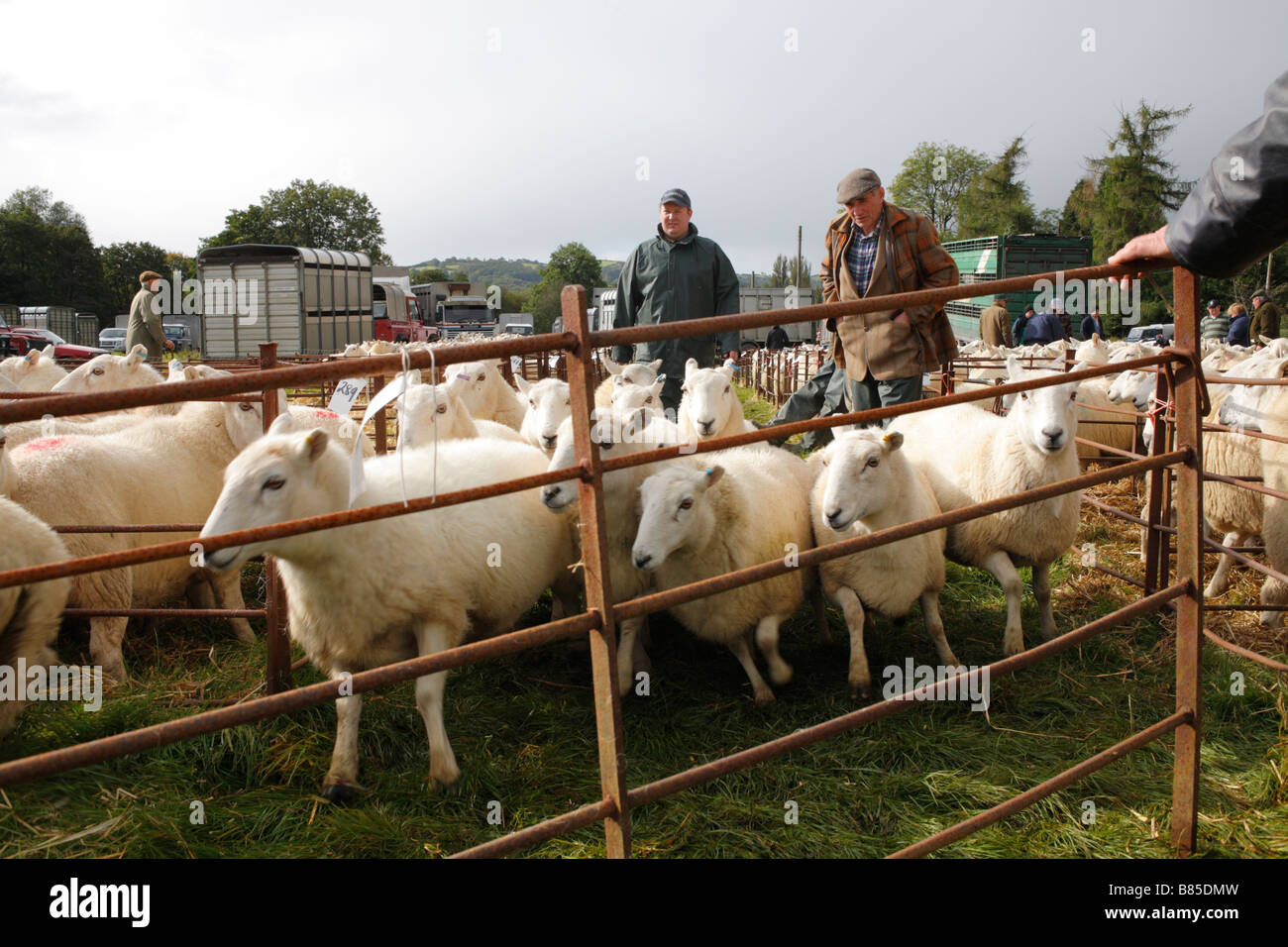 I lavoratori del mercato e gli allevatori di ovini in movimento in corrispondenza di un allevamento ovini fiera. Llanidloes, POWYS, GALLES. Ottobre 2008. Foto Stock