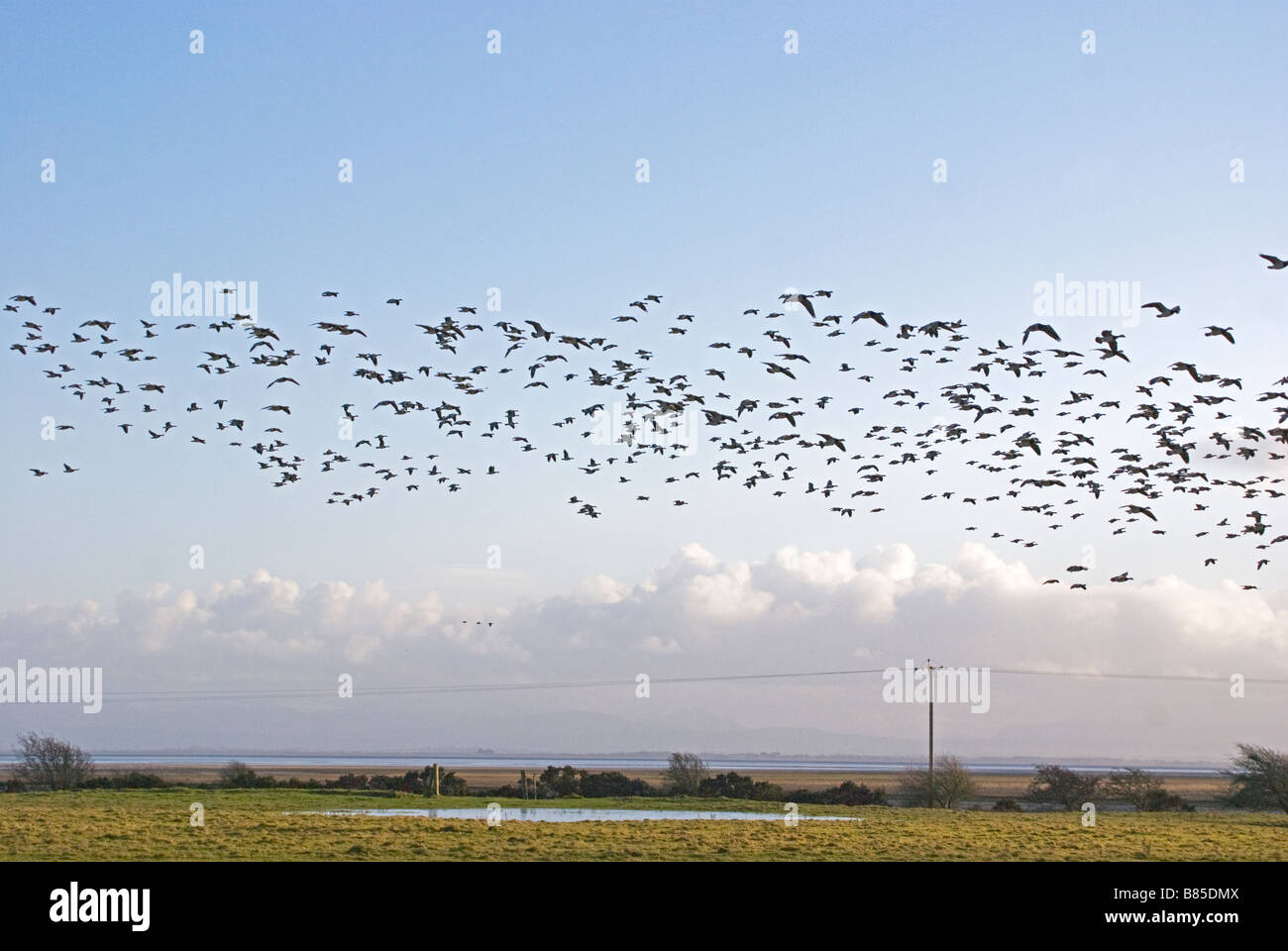 Un branco di oche facciabianca, Branta leucopsis. Foto Stock