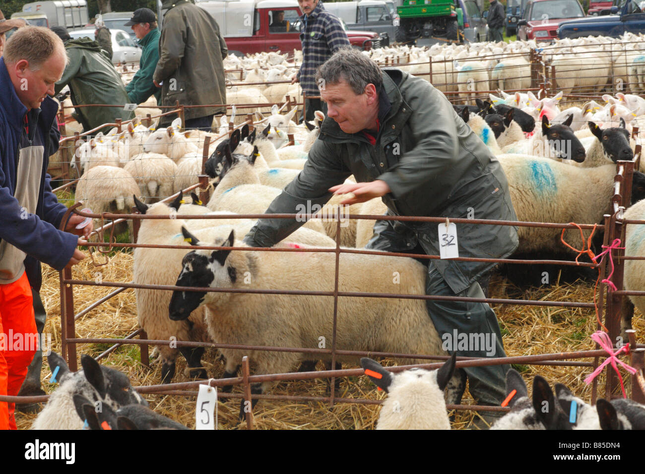 I lavoratori del mercato di smistamento a macchie di fronte Beulah pecore presso un allevamento di ovini fiera. Llanidloes, POWYS, GALLES. Ottobre 2008. Foto Stock