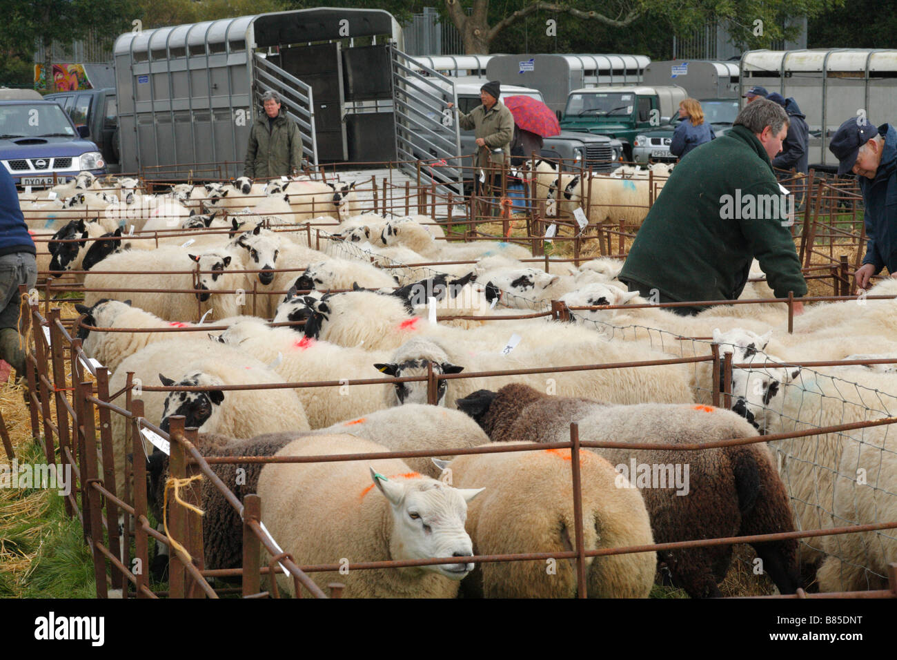 Rams in attesa di vendita in un allevamento di ovini fiera. Llanidloes, POWYS, GALLES. Ottobre 2008. Foto Stock