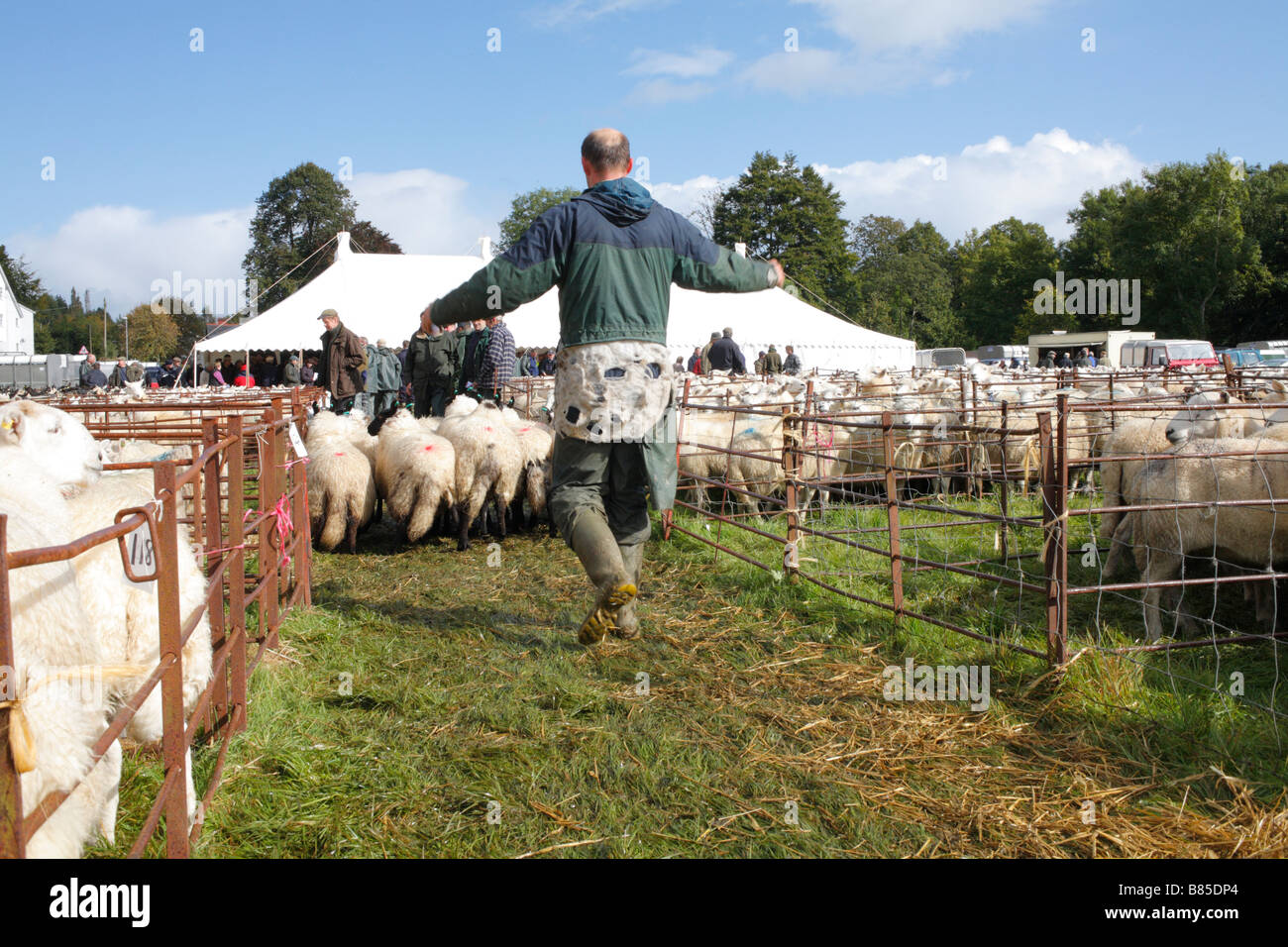 I lavoratori del mercato ordinamento di pecore in un allevamento di ovini fiera. Llanidloes, POWYS, GALLES. Ottobre 2008. Foto Stock