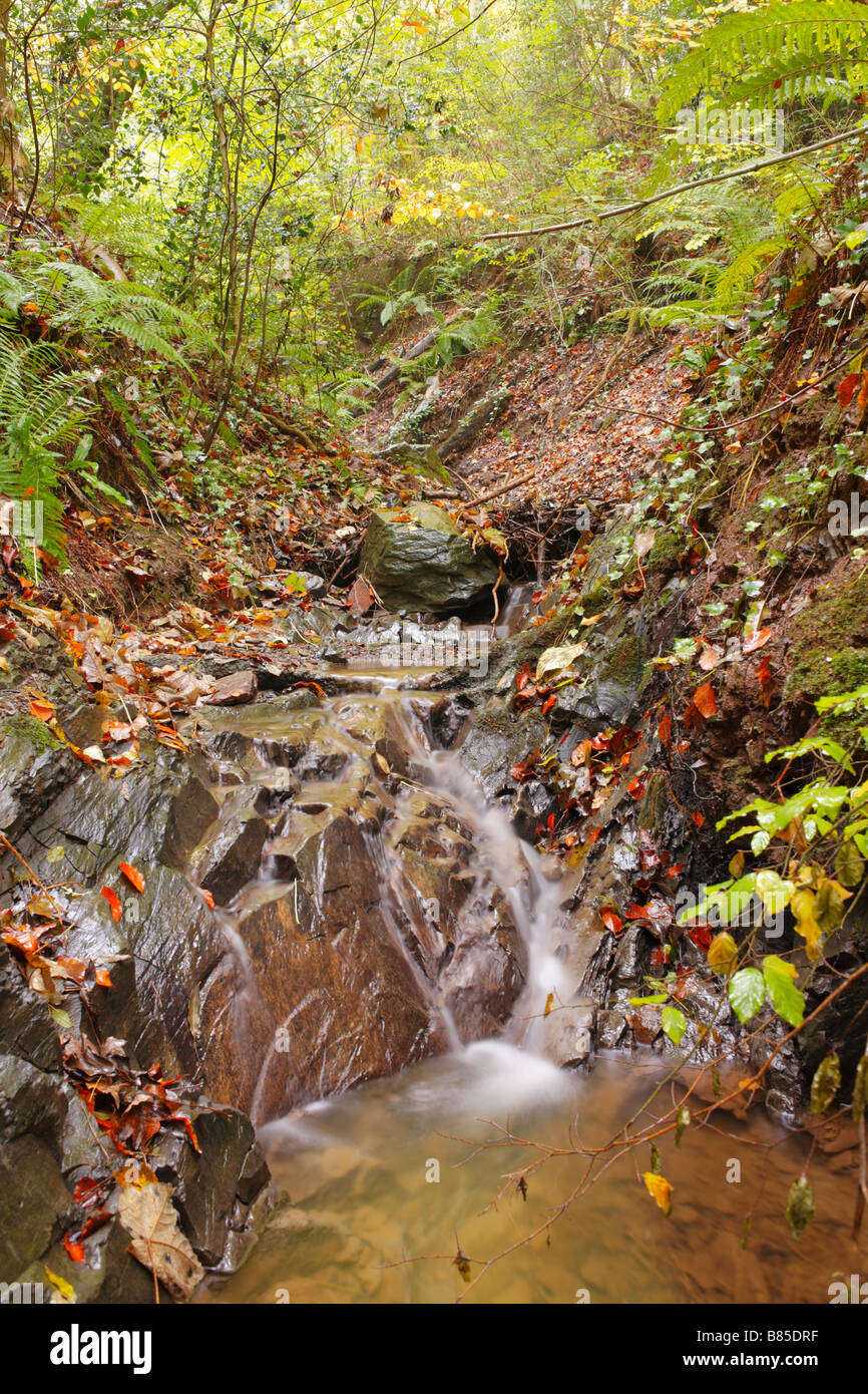 Flusso in Bron-y-Buckley di legno in autunno, noto come trilobata Dingle. Welshpool, Powys, a boschi di proprietà di fiducia. Foto Stock