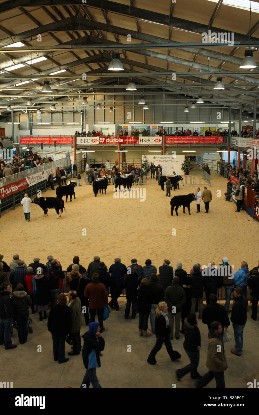 A giudicare in corso con uno dei capi di bestiame grasso i corsi presso la Welsh inverno fiera agricola. Foto Stock