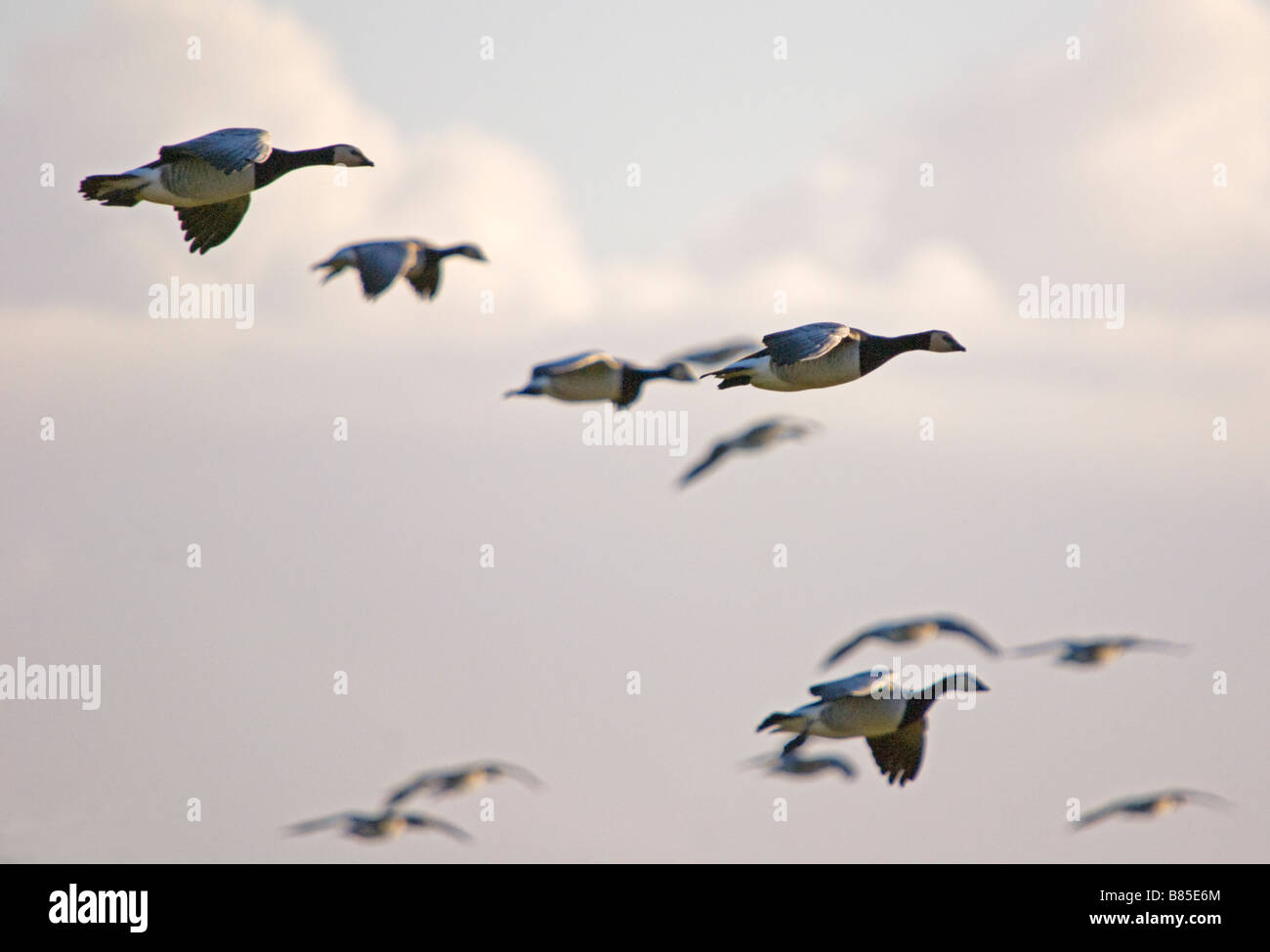 Oche facciabianca, Branta leucopsis in volo sopra Caerlaverock, Dumfries Scozia Scotland Foto Stock