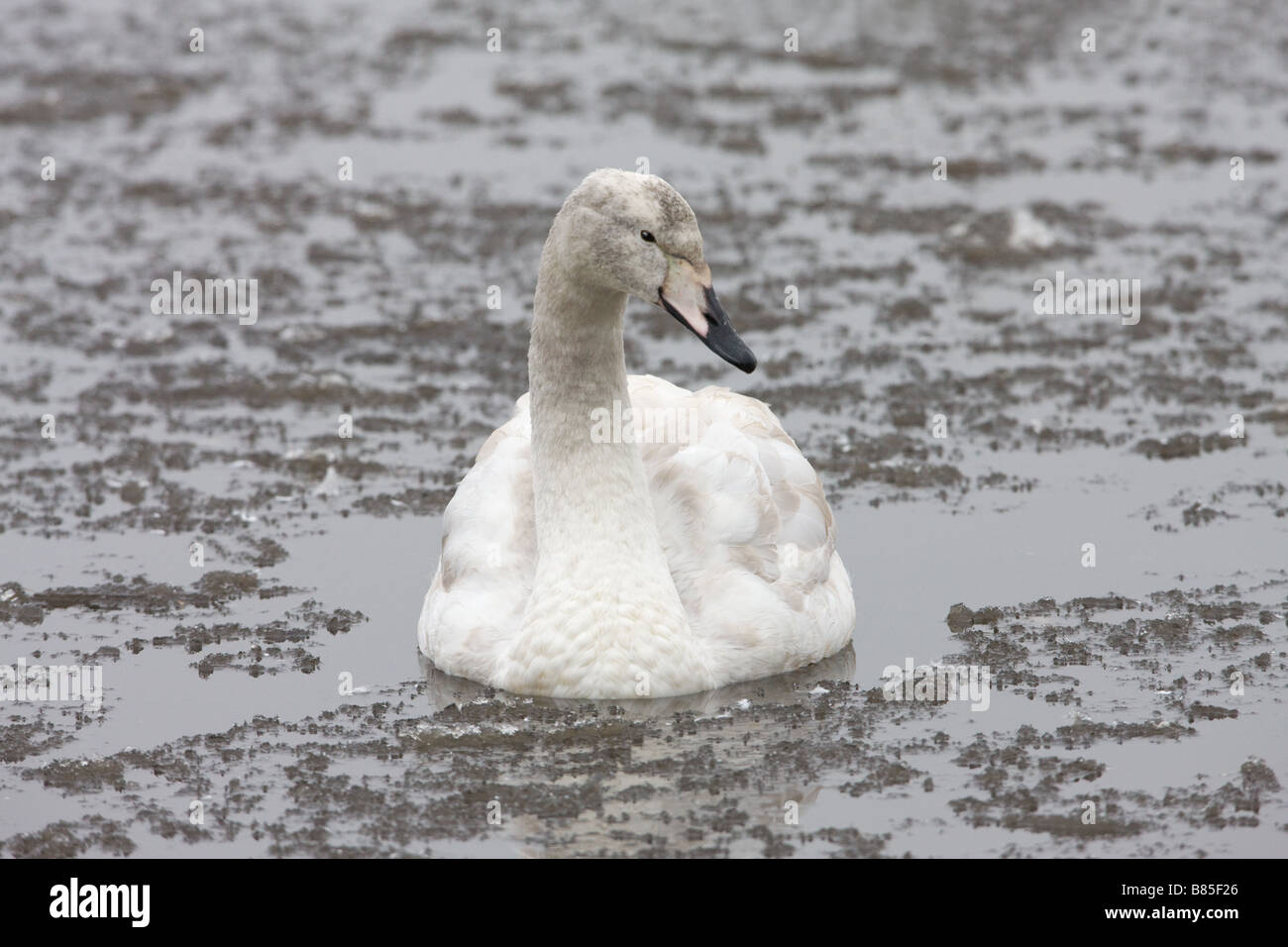 Whooper Swan Cygnus cygnus 1° anno immaturi di nuoto attraverso il ghiaccio rotto Foto Stock