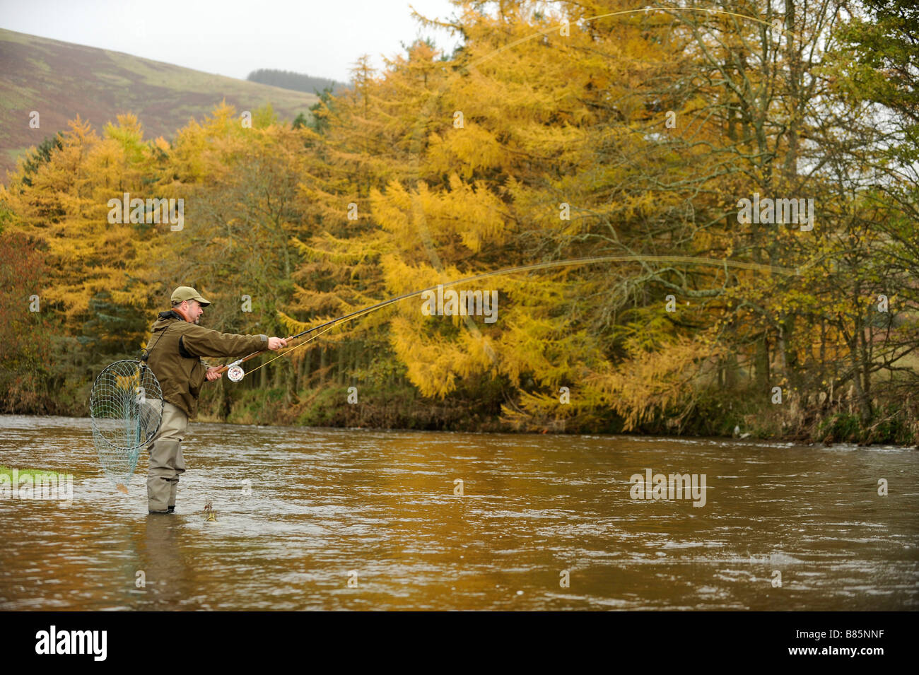 La pesca a mosca sul battito Horseburgh fiume Tweed Scozia Scotland Foto Stock