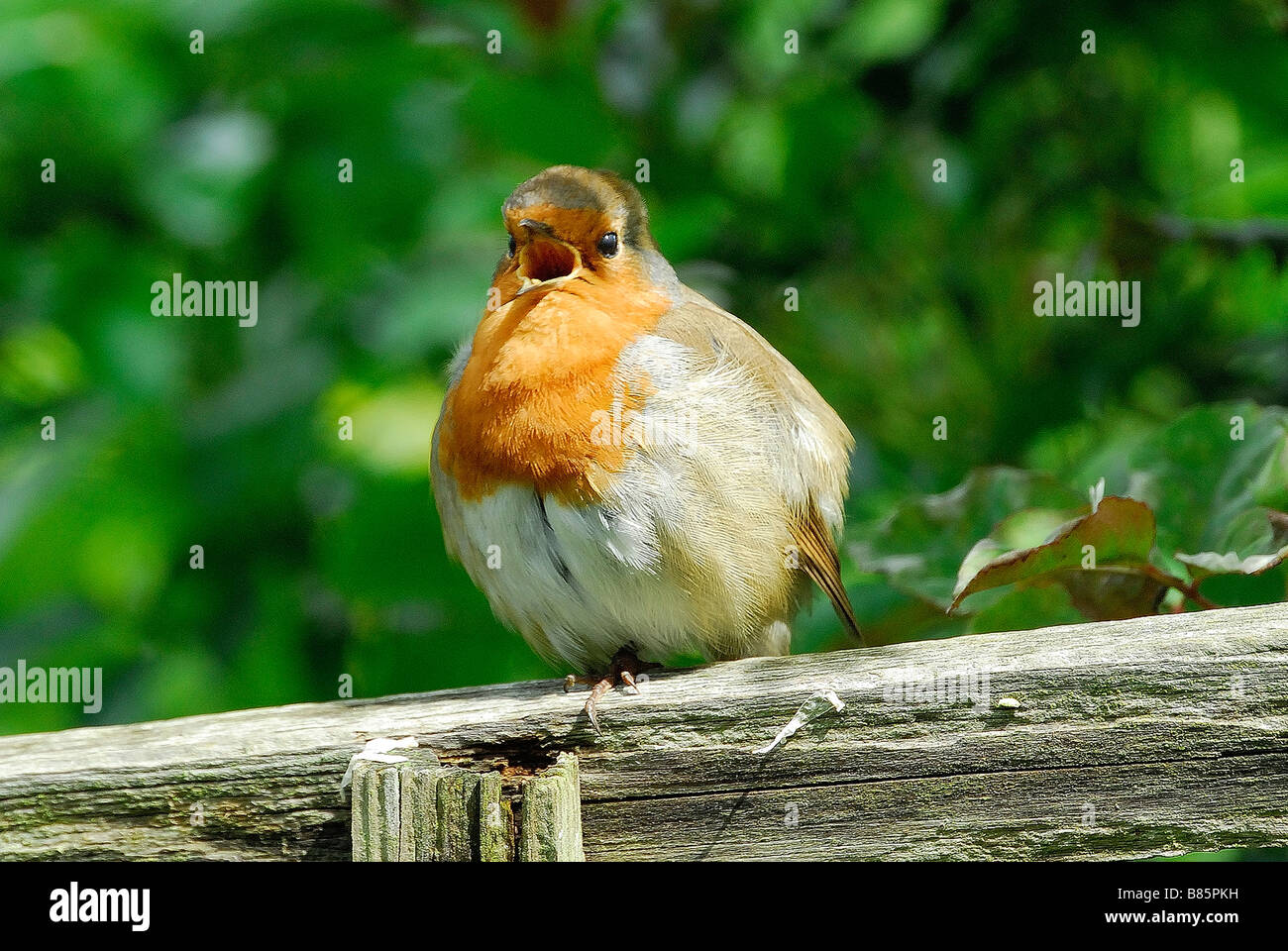 Rosso giovane robin petto Foto Stock