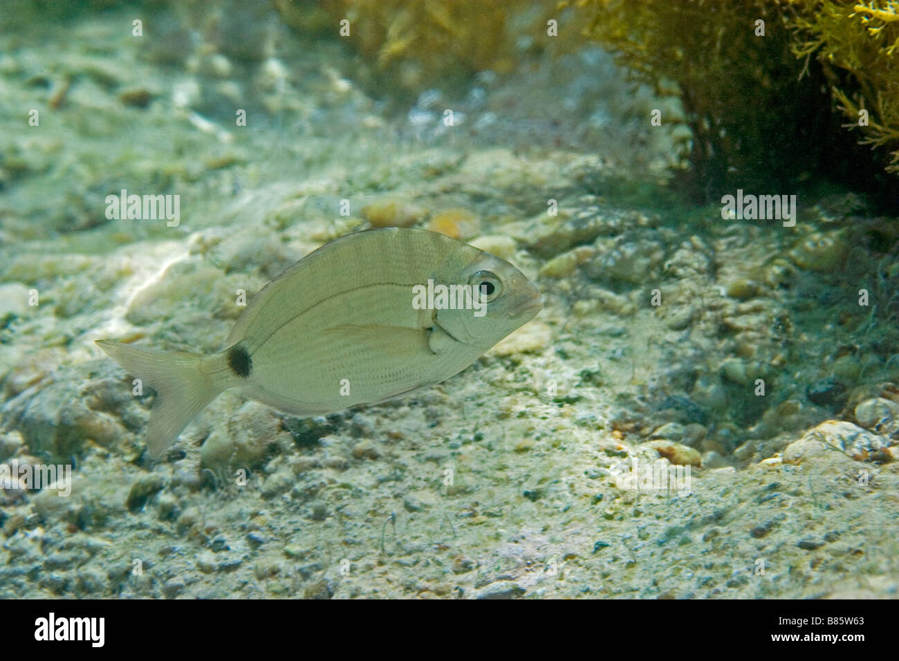 Orata anulare diplodus annularis Foto Stock