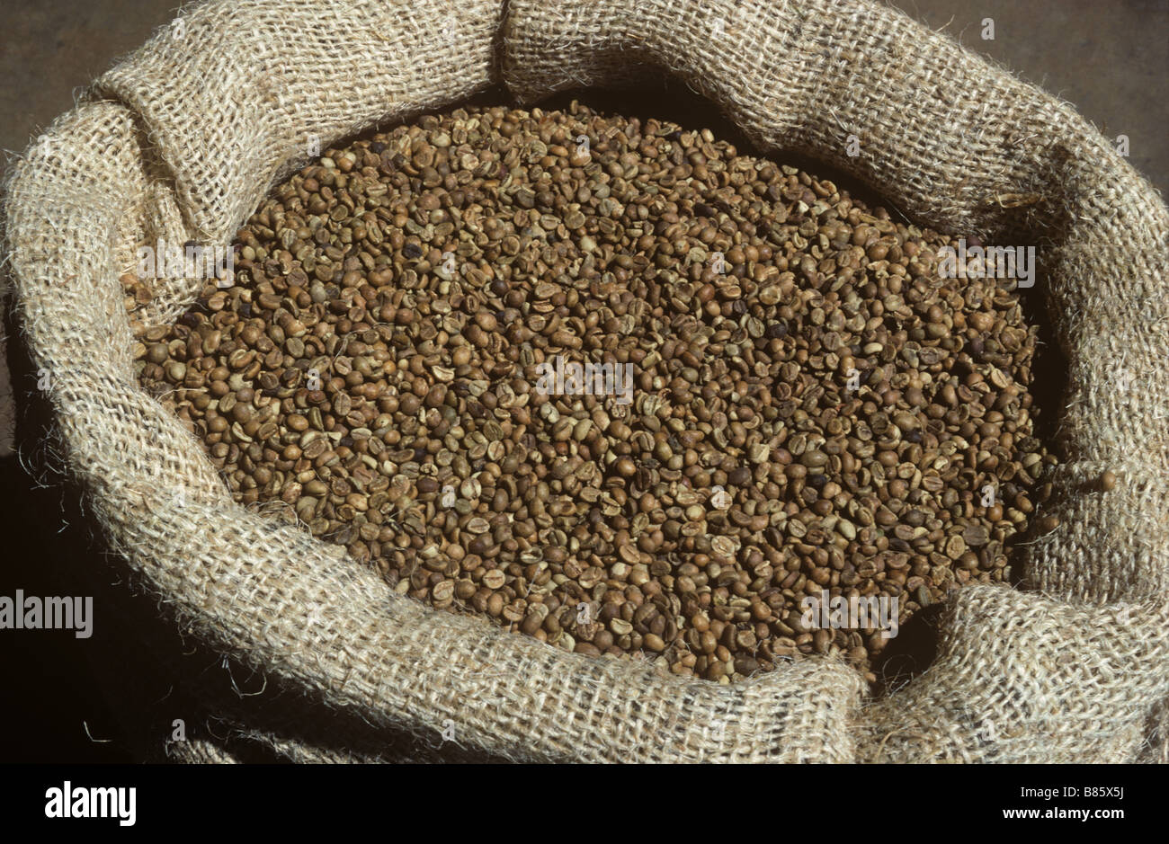 Essiccato fermentare i chicchi di caffè in un sacco pronto per l'esportazione ad Arusha in Tanzania Foto Stock
