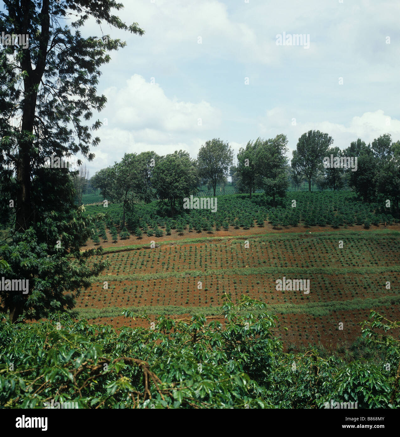 Vista del giovane appena piantato piantagioni di caffè arabica con alberi di ombra nei pressi di Thika Kenya Foto Stock