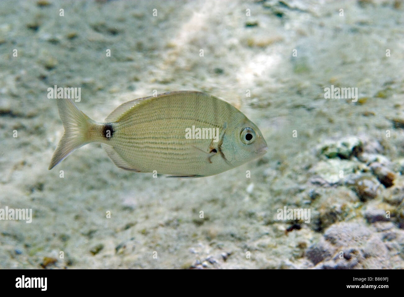 Orata anulare diplodus annularis Foto Stock