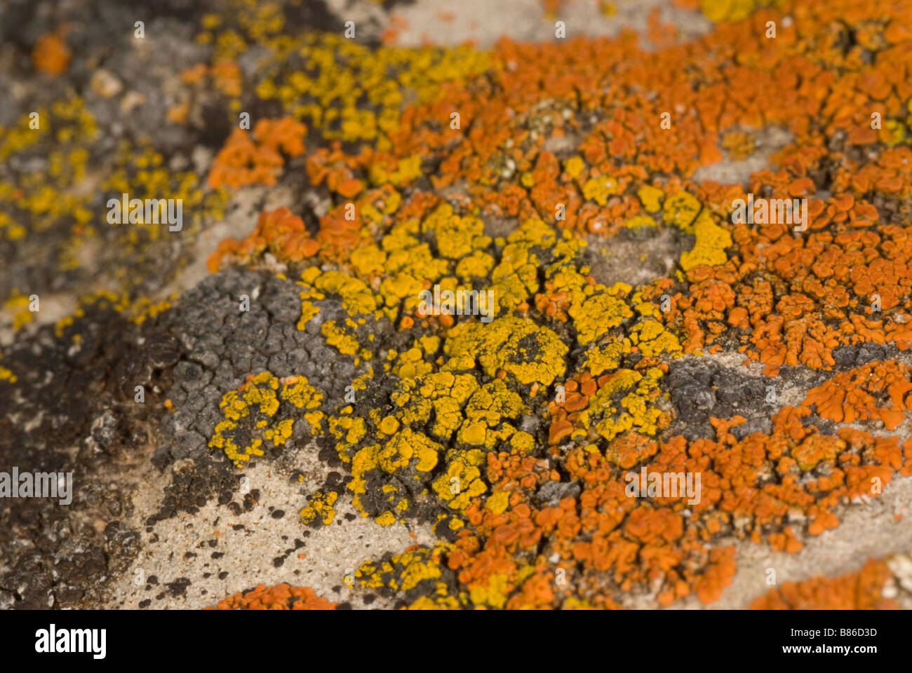 Close-up di coloratissimi licheni crescono su una roccia Foto Stock