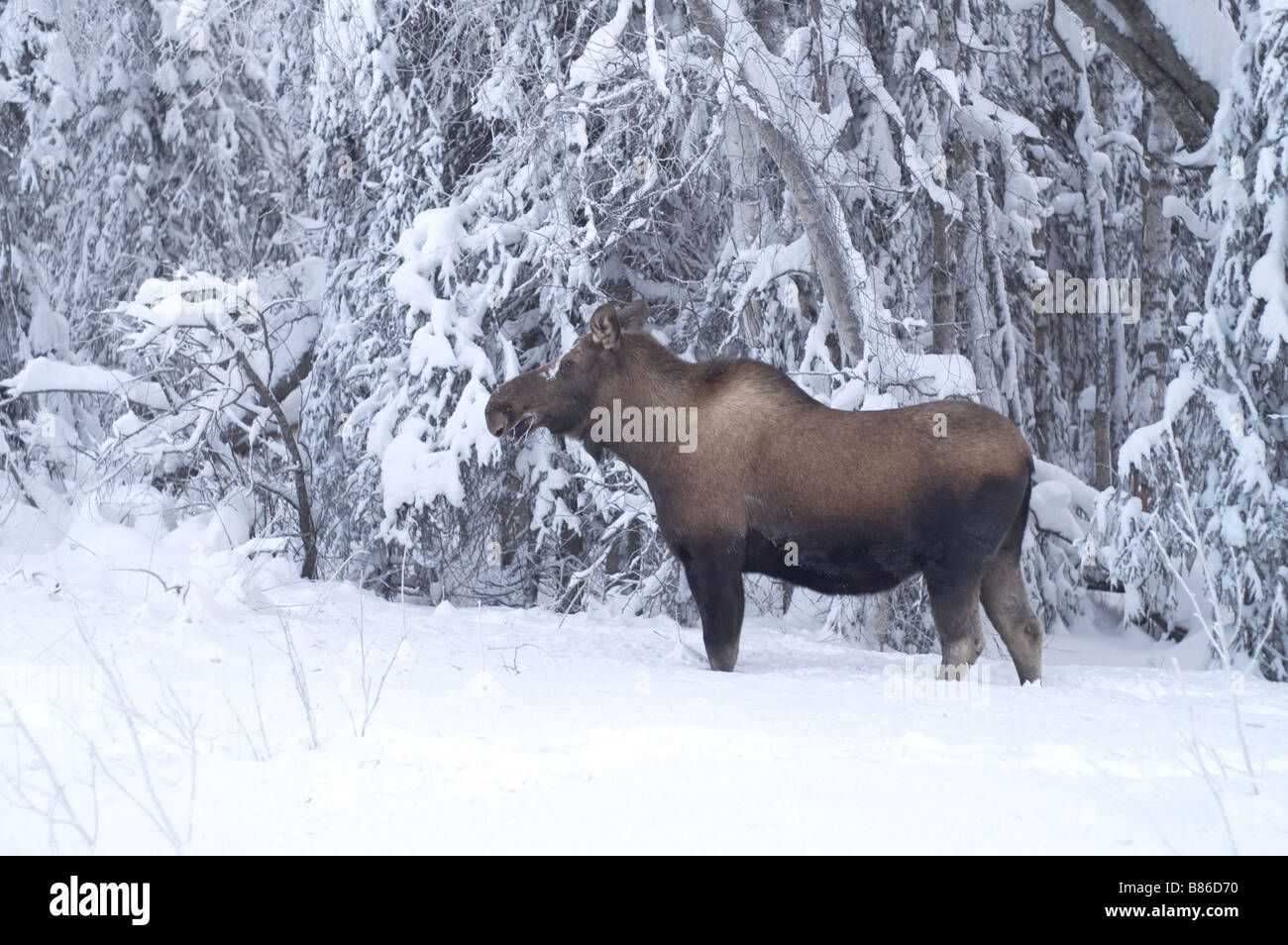 Moose feed sui rami in linea di albero in inverno la neve Foto Stock