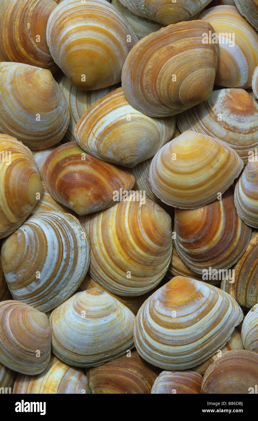 Baltic Tellin conchiglie di Gerhard Schulz/Dembinsky Foto Assoc Foto Stock
