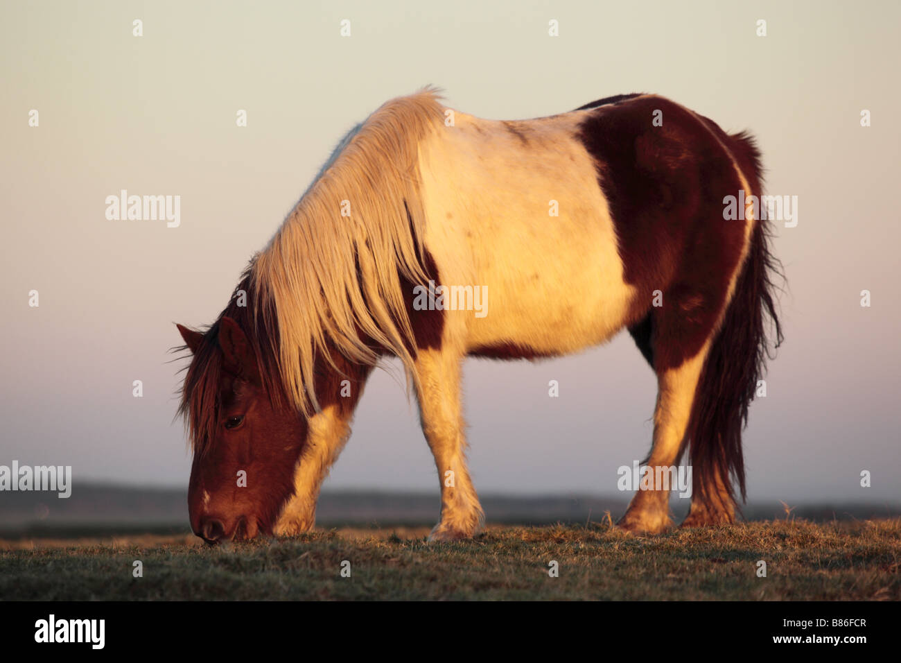 Il pascolo pony Bodmin Moor cornwall preso dal sentiero pubblico Foto Stock