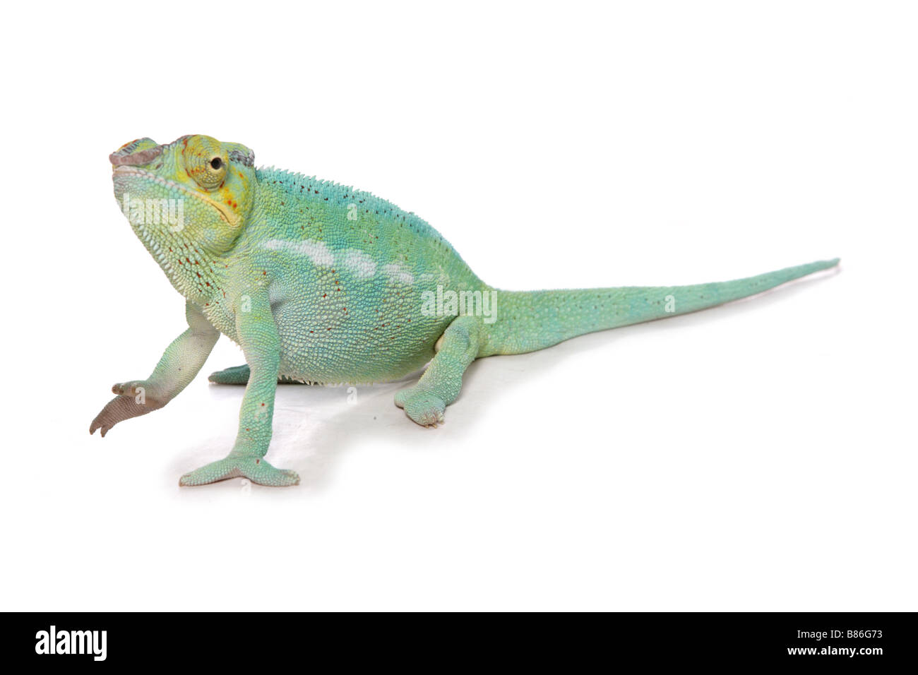 Chameleon lizard studio Foto Stock