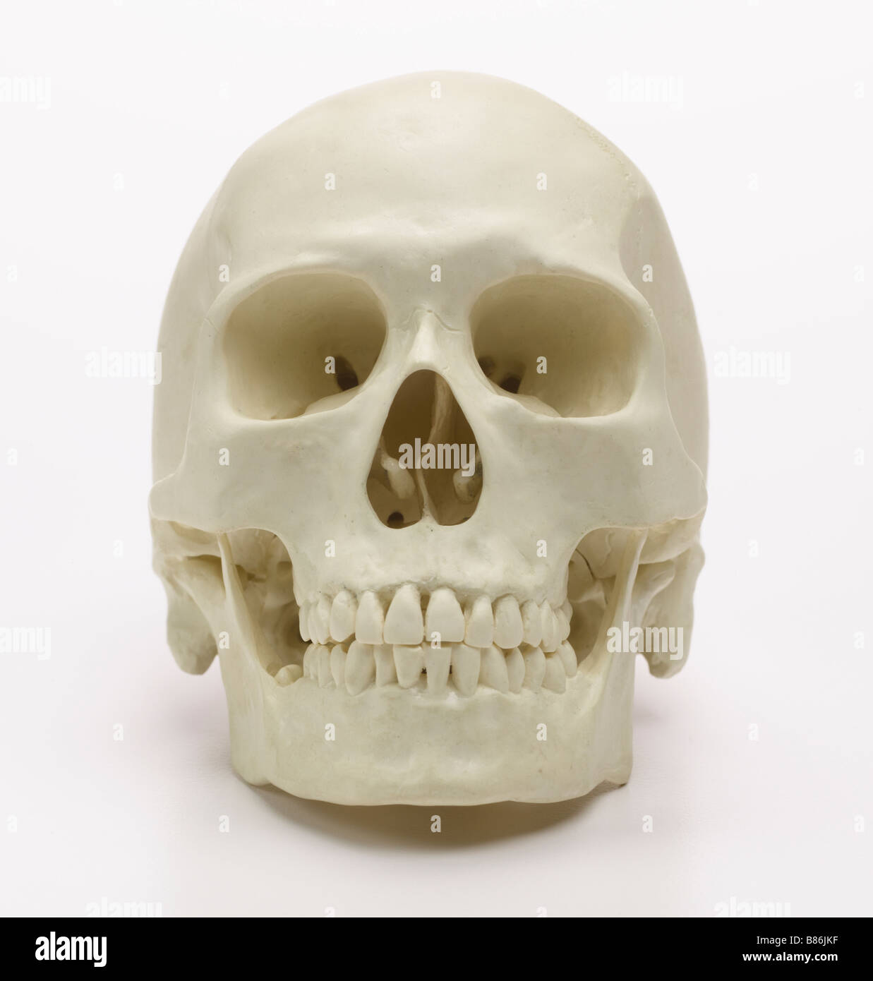 Cranio vista frontale Foto Stock