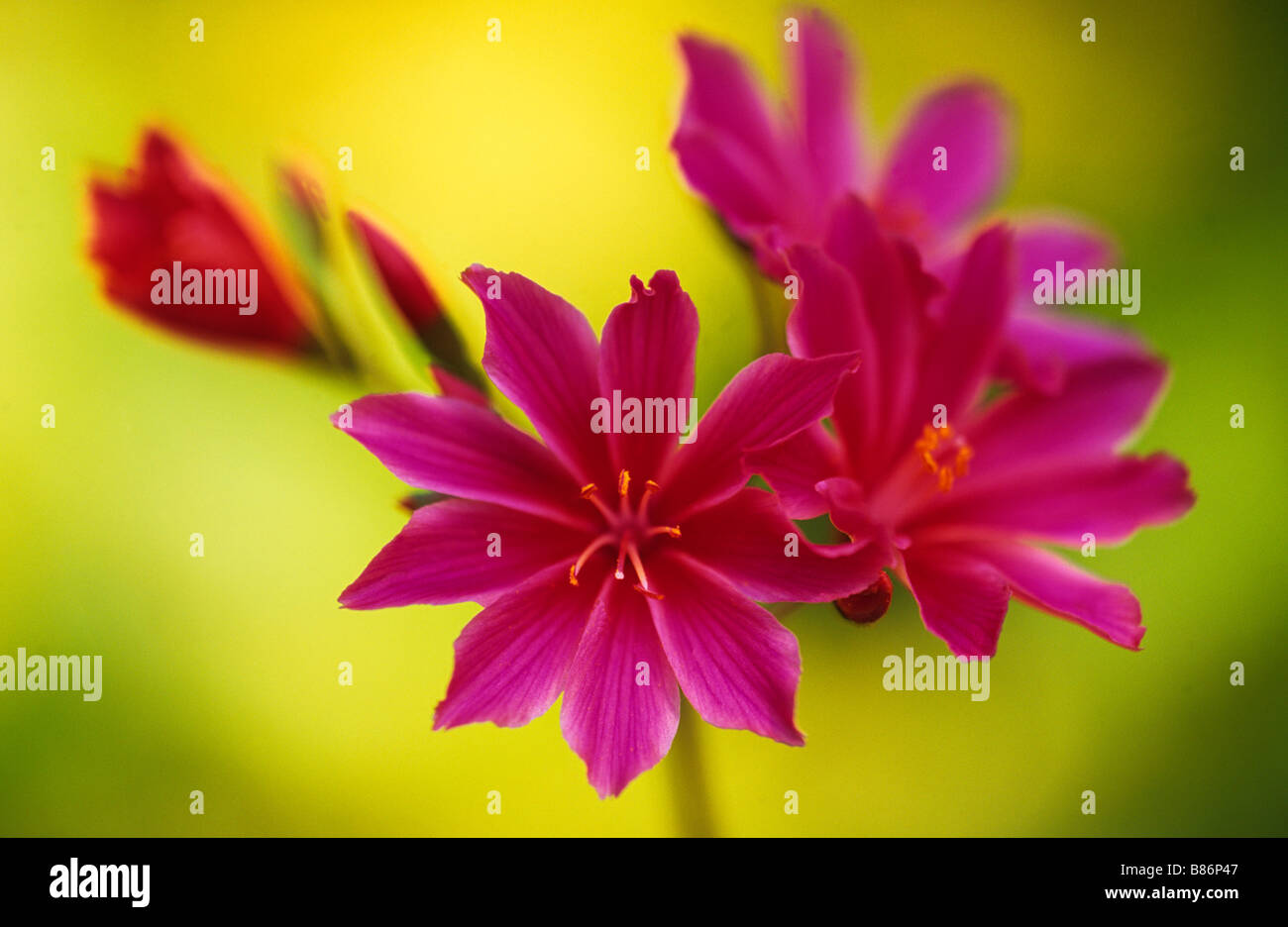 Una chiusura della fioritura Lewisia cotiledone contro uno sfondo giallo Foto Stock