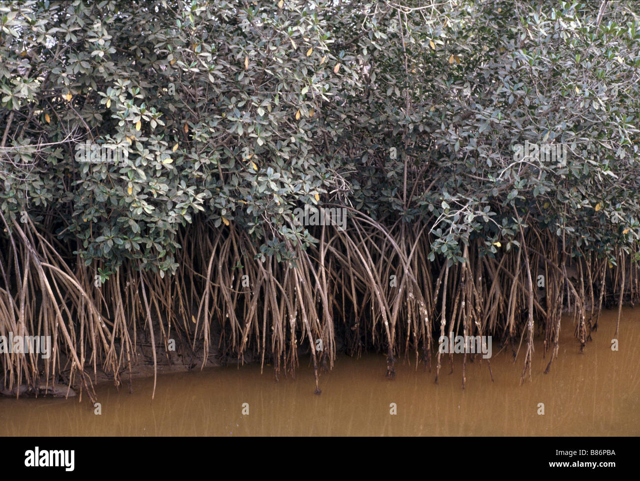 Palude di mangrovie, Africa Occidentale (Gabon) Foto Stock