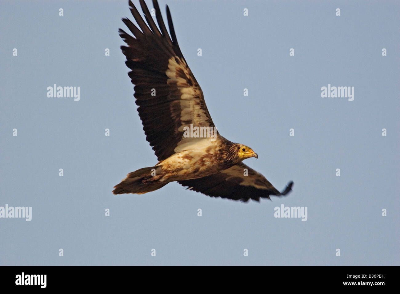 Scavenger o avvoltoio Capovaccaio in volo Foto Stock