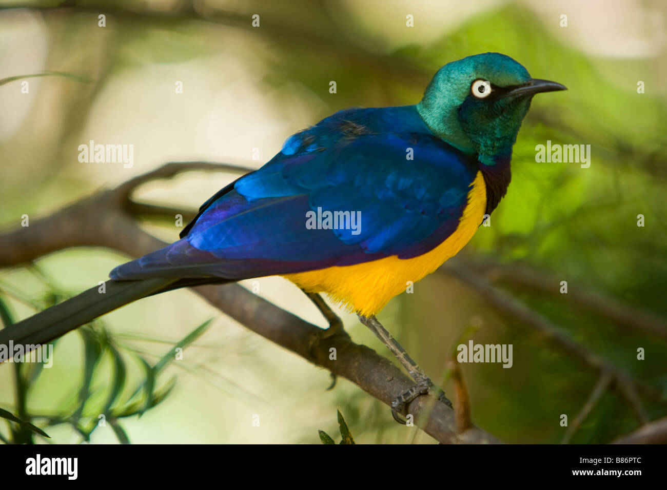 Un petto d'oro o di Royal Starling ( Cosmopsarus regius ) nativa per l Africa Orientale, Somalia, Etiopia, Tanzania e Kenya Foto Stock