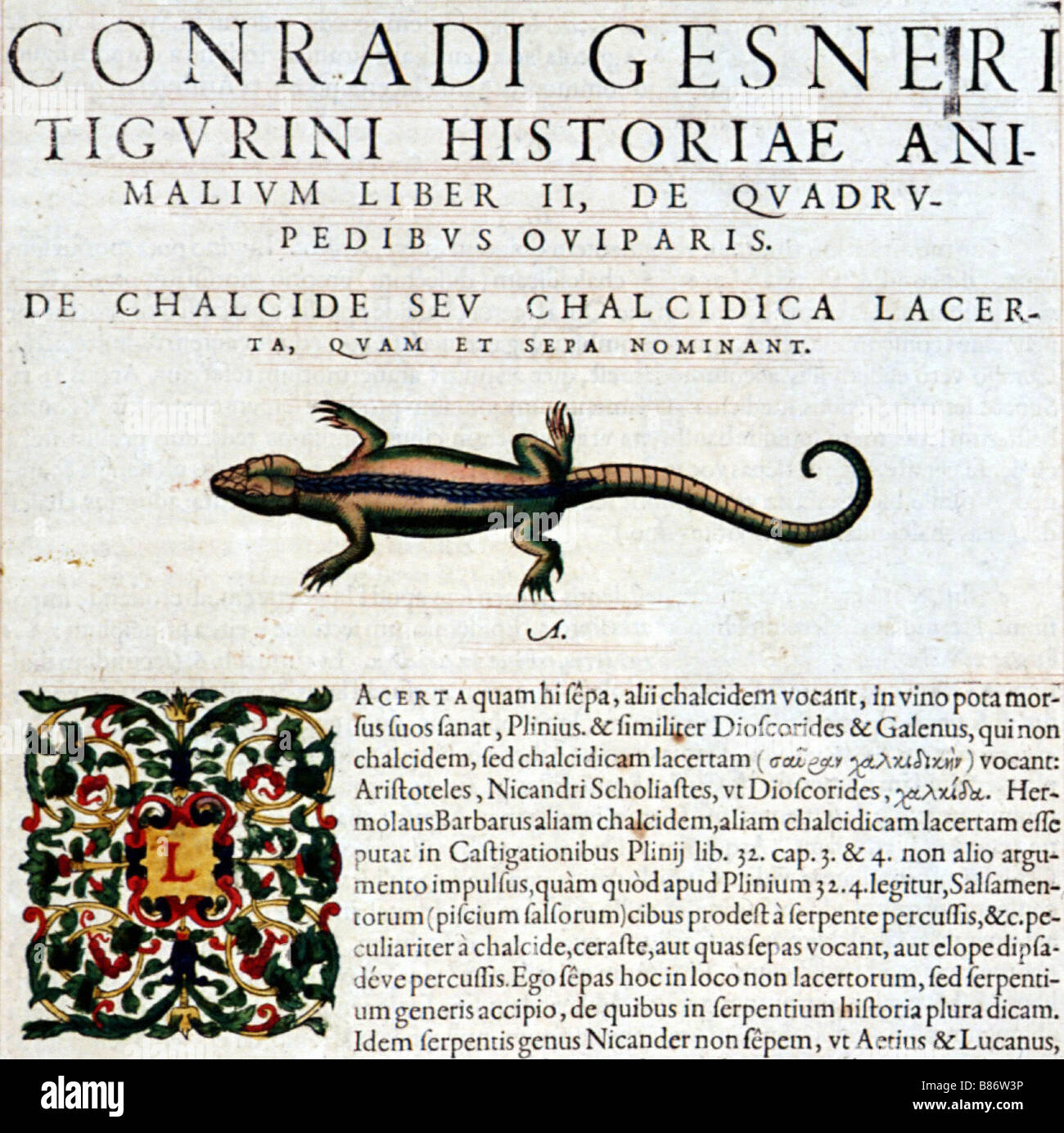 Gesner, Manoscritto "Historiae animalium', libro II : 'Quadrupedipus oviparis' Foto Stock