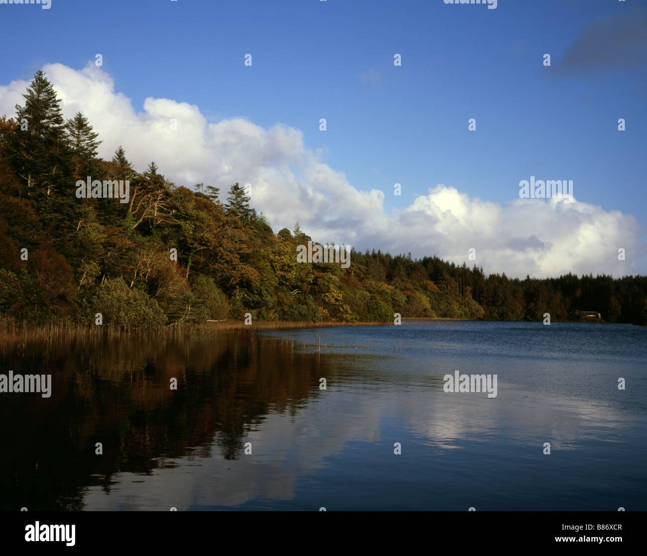Tree orlata lago vicino a Ballynahinch Castle, nella contea di Galway Irlanda Foto Stock