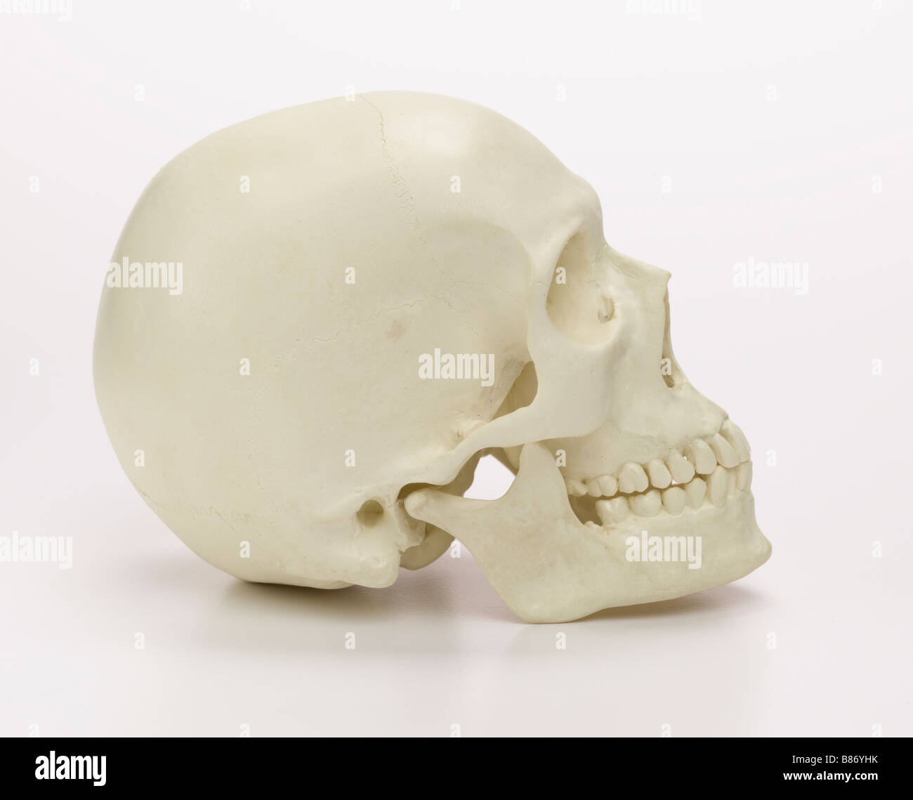 Cranio, vista laterale Foto Stock