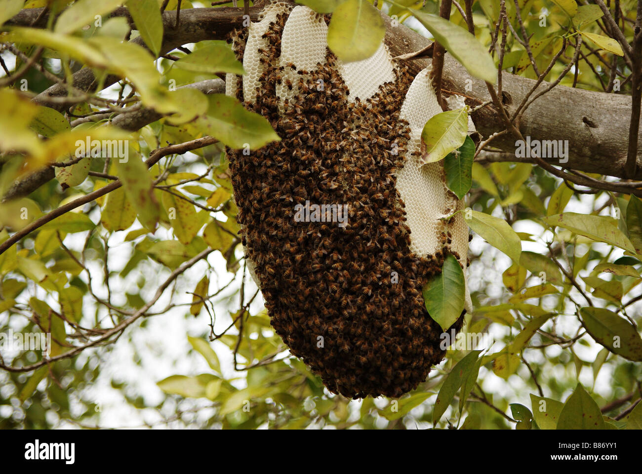 Nido di api selvatiche nella foresta di Key Biscayne isola (zona di Miami, Florida, STATI UNITI D'AMERICA) Foto Stock