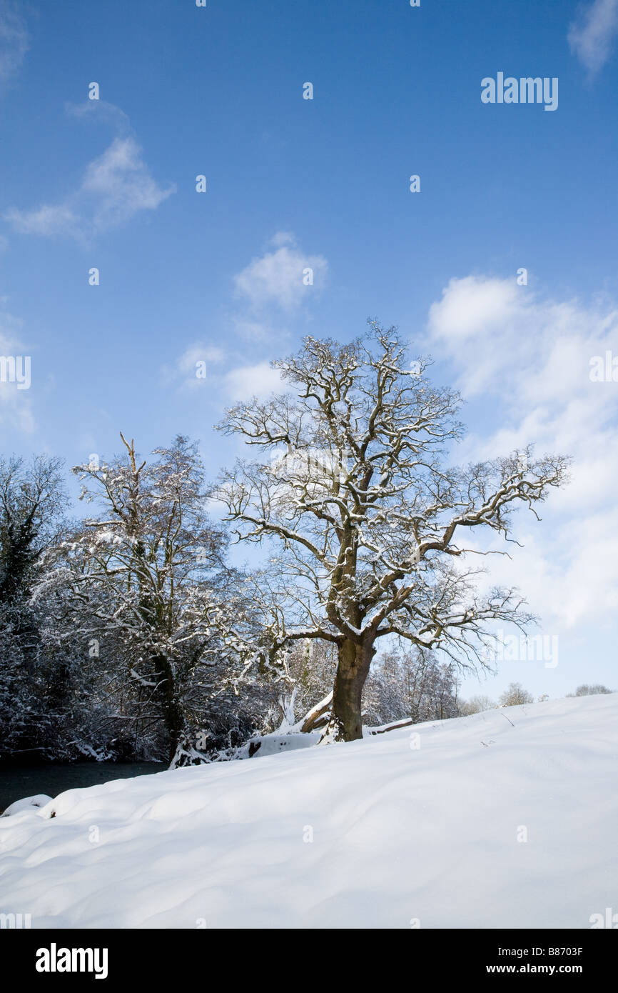 Una coperta di neve tree sulla banca del Fiume Mole ai piedi della collina di casella in Surrey Foto Stock