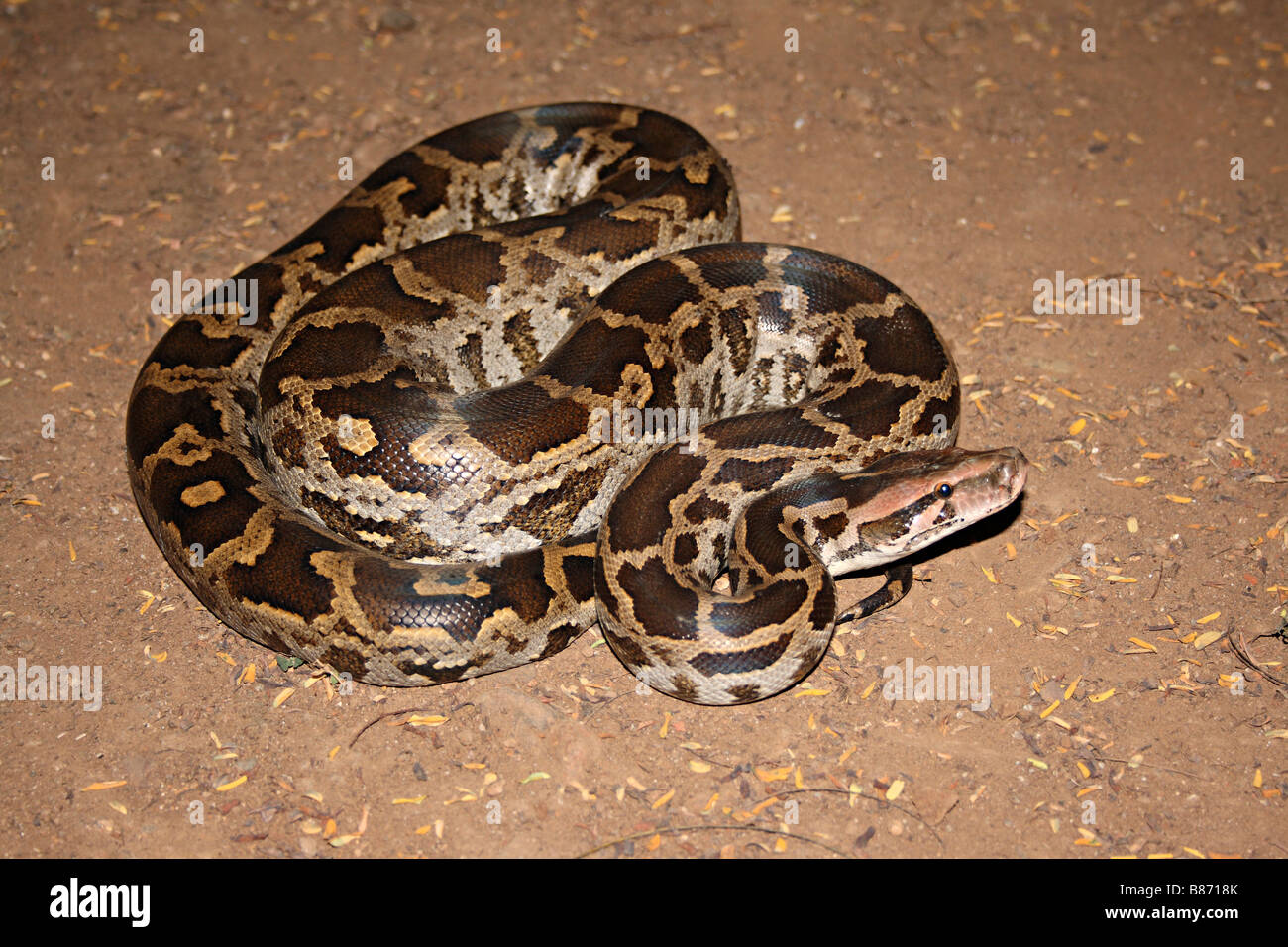 INDIAN ROCK Python. Python molurus molurus, non velenose. rare. Panvel. Questo è il più grande serpente delle specie che si trovano in India. Foto Stock