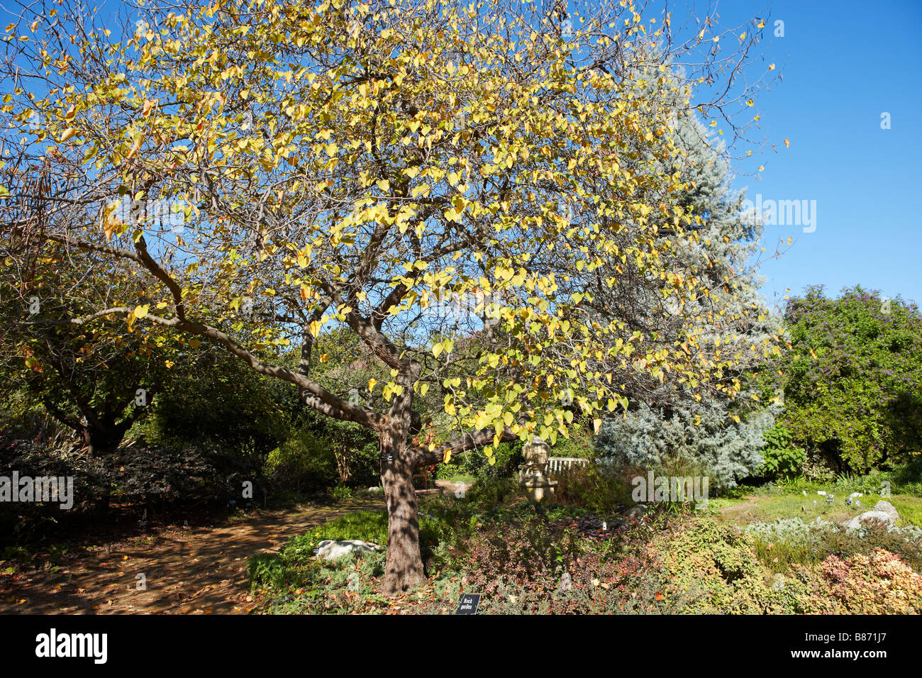 Eastern redbud, o Forest Pansy. Los Angeles County Arboretum e Orto Botanico di Los Angeles, California, USA. Foto Stock