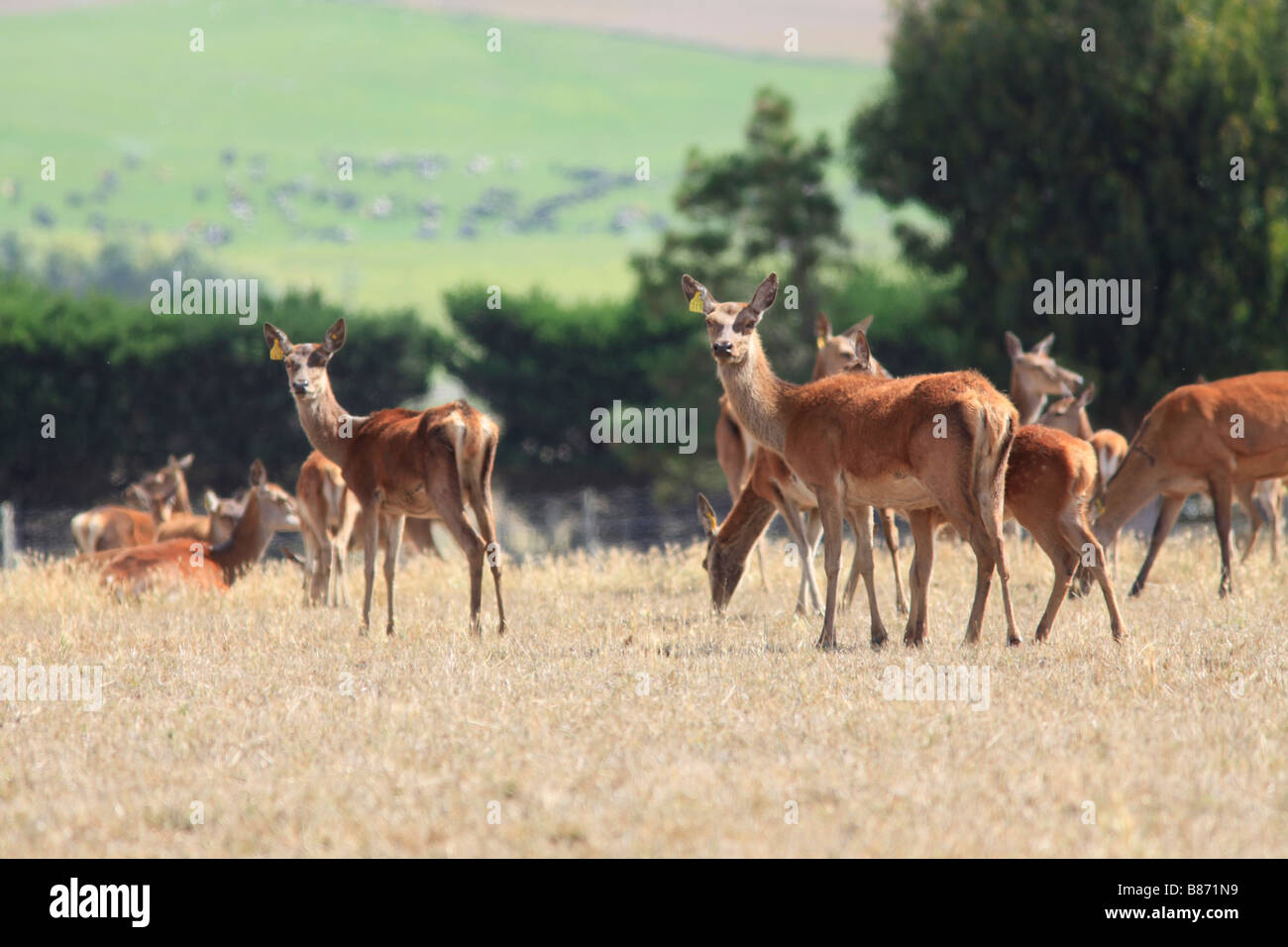 Commerciale rosso cervo agricoltura,Oamaru, North Otago, Isola del Sud, Nuova Zelanda Foto Stock