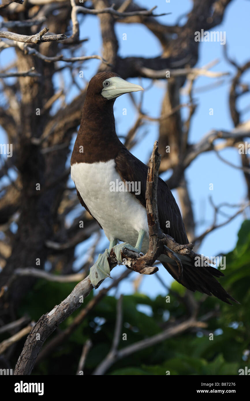 Brown booby appollaiato in una struttura ad albero Foto Stock