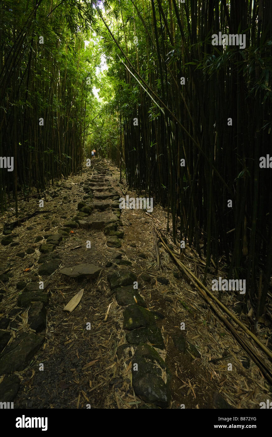 Percorso attraverso il bosco di bambù nel sacro Parco Piscine Maui Hawaii Foto Stock