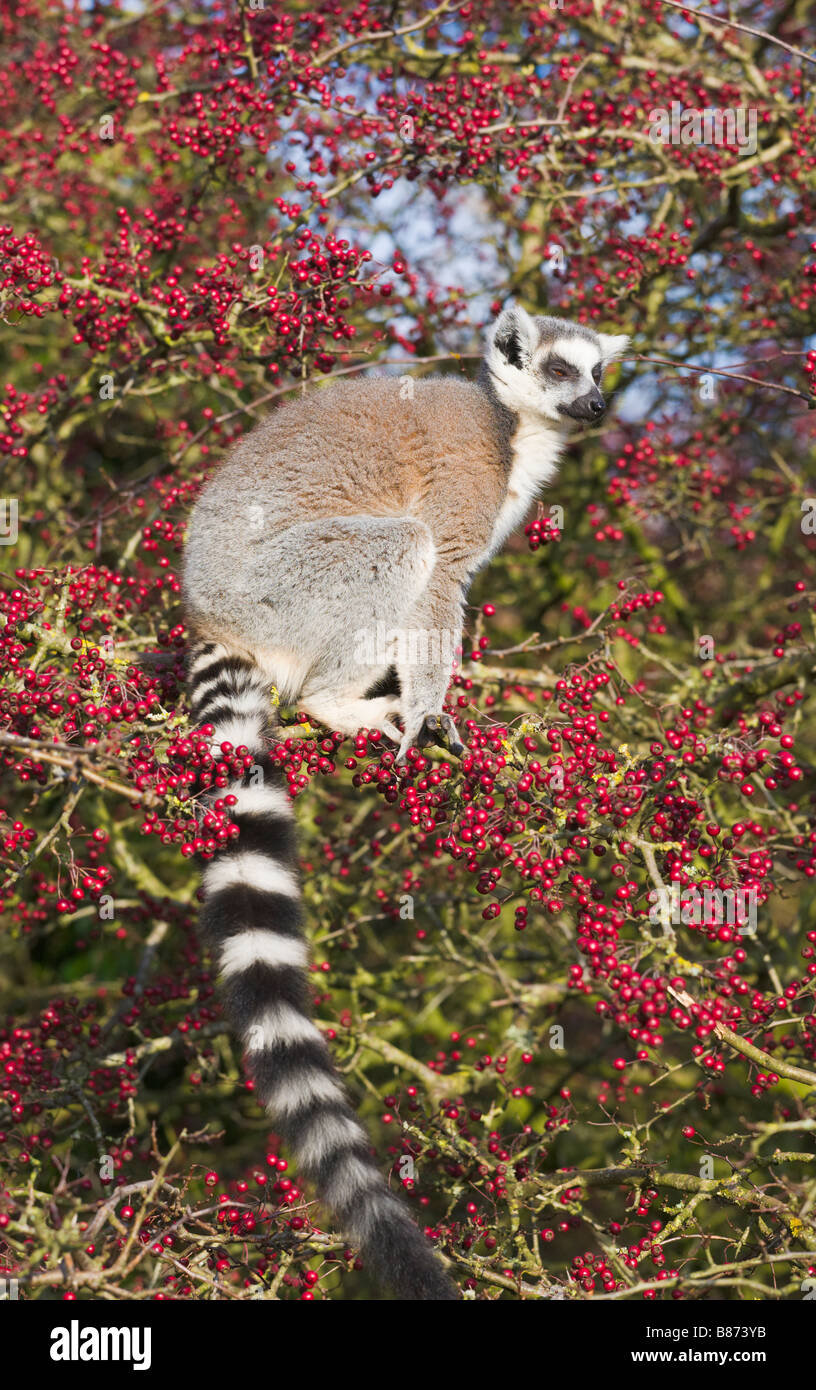 Anello lemure codato in albero in cattività Foto Stock
