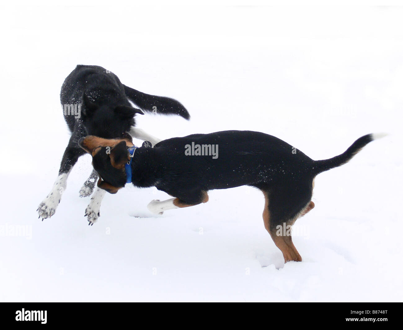 I cani a giocare nella neve Foto Stock