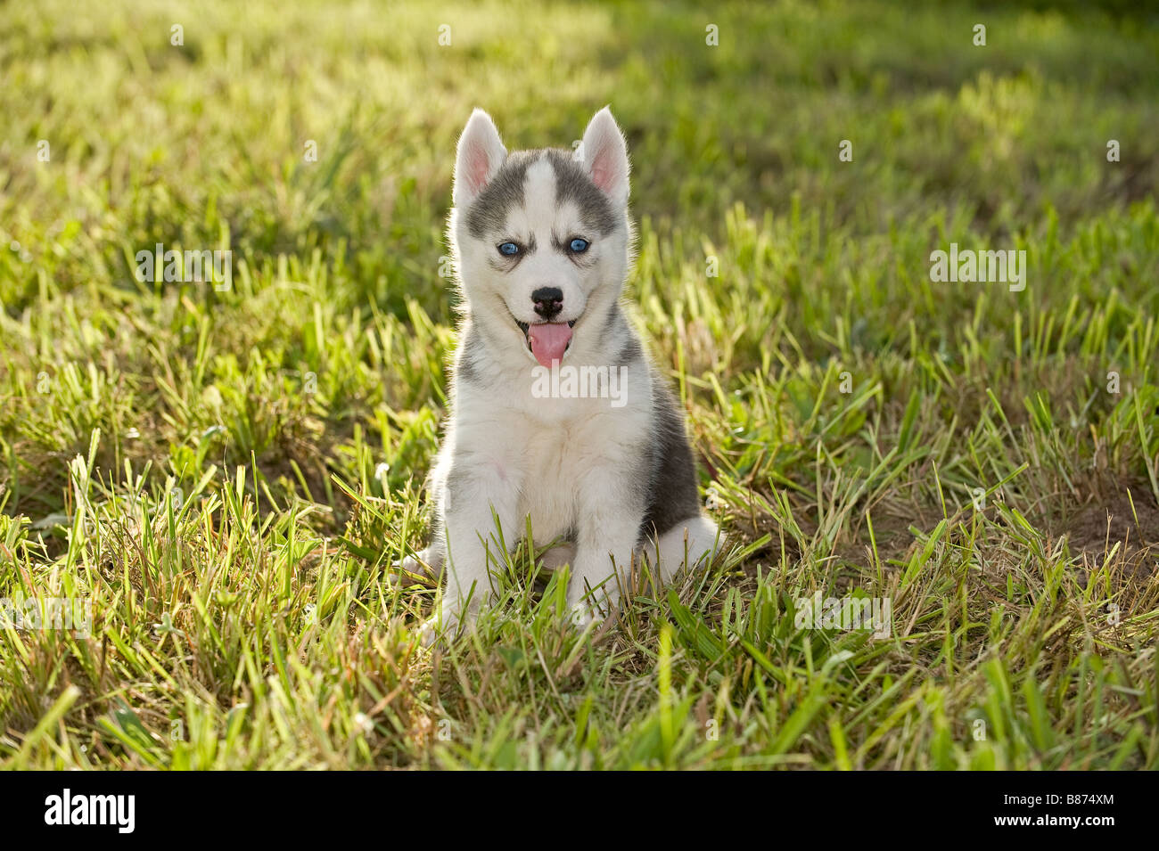 Siberian Husky cane - cucciolo sul prato Foto Stock