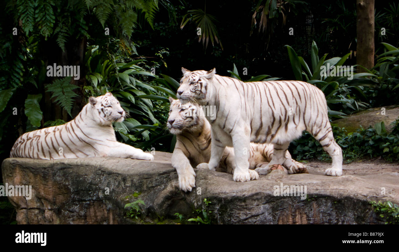 Le tigri bianche a Singapore Zoo JPW Foto Stock