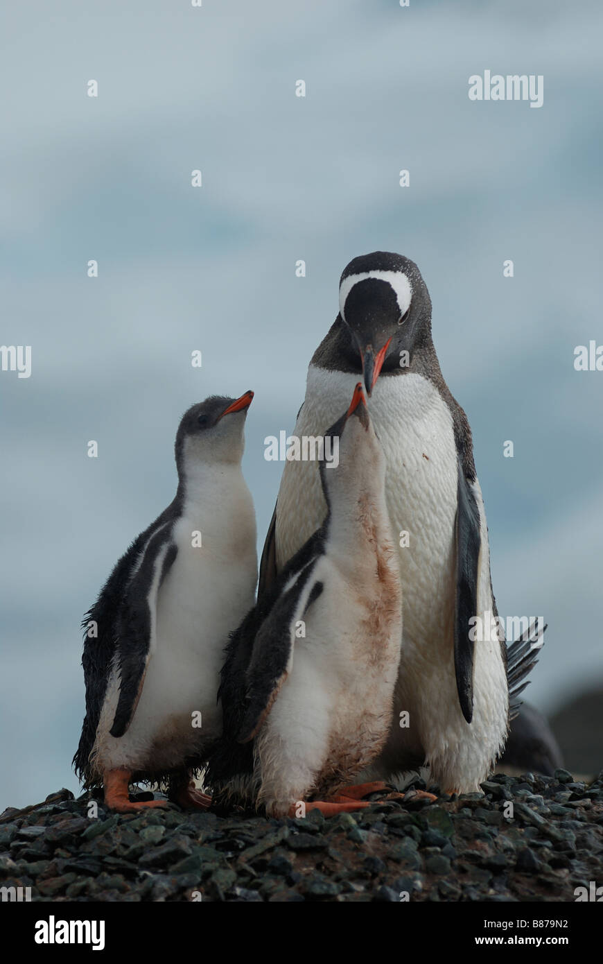 Gentoo pengiun Pygoscelis papua il nido con pulcini Mikklesen Trinità Harbour Island Antartide Foto Stock